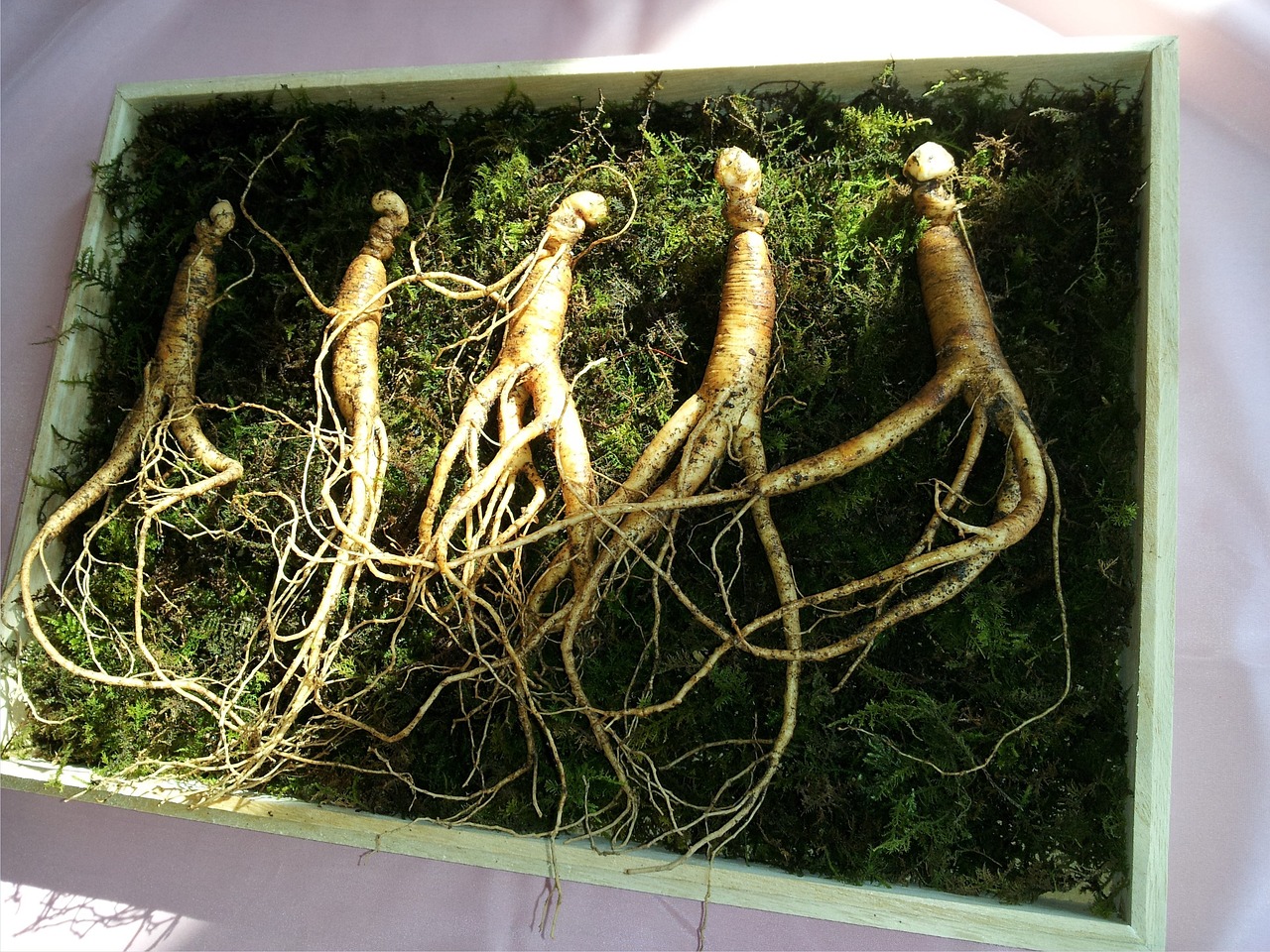 산삼의 효능